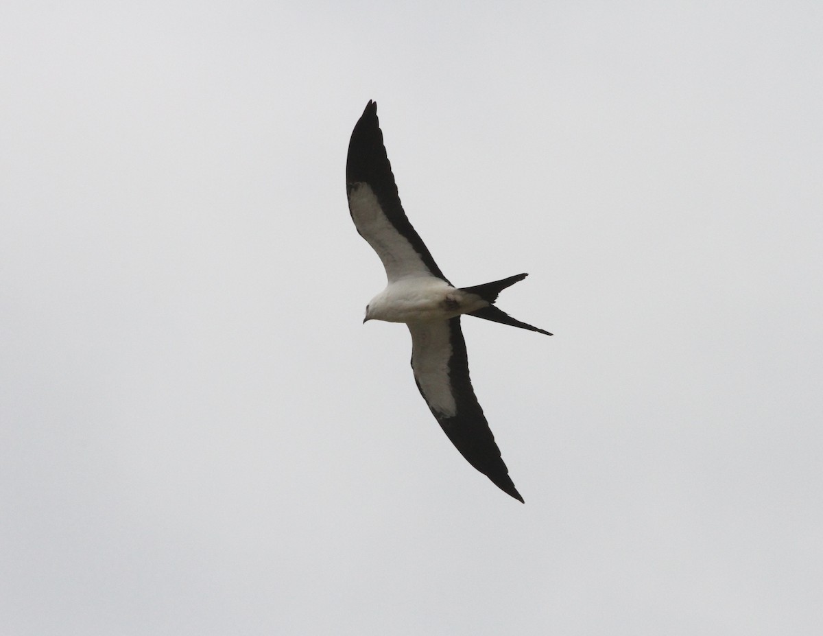 Swallow-tailed Kite - ML608487788
