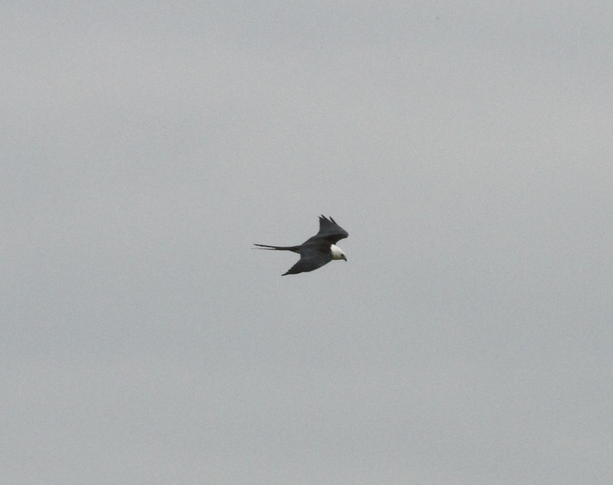 Swallow-tailed Kite - ML608487805