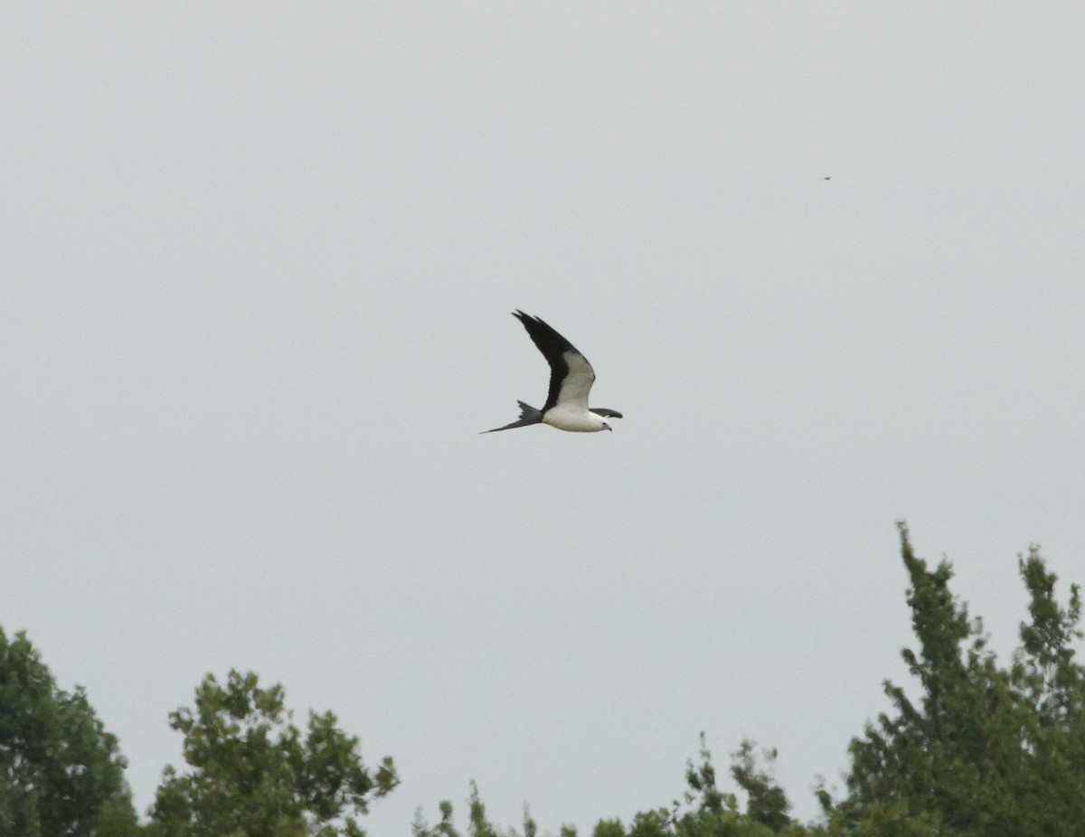 Swallow-tailed Kite - ML608487806