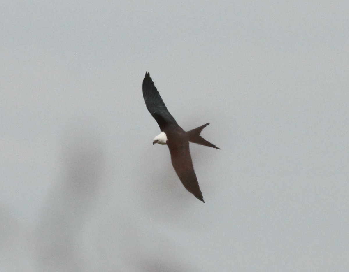 Swallow-tailed Kite - ML608487814