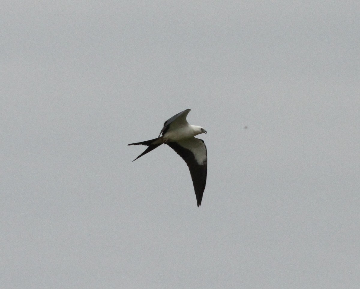 Swallow-tailed Kite - ML608487817