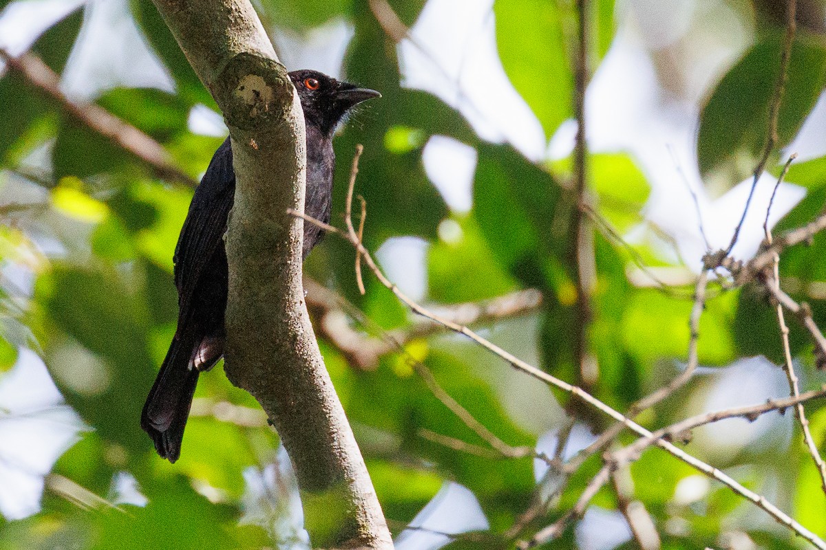 Sharpe's Drongo (occidentalis) - ML608487848