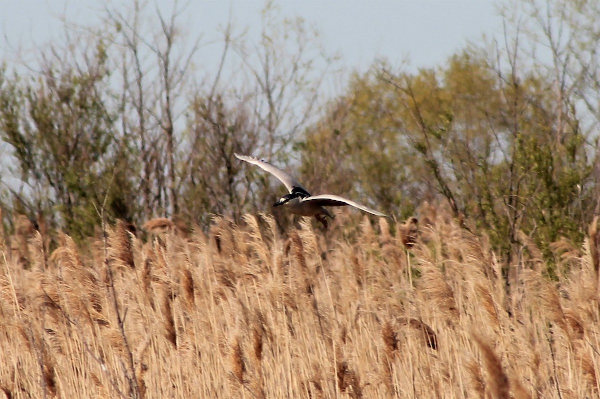 Black-crowned Night Heron - Andrew Staufer