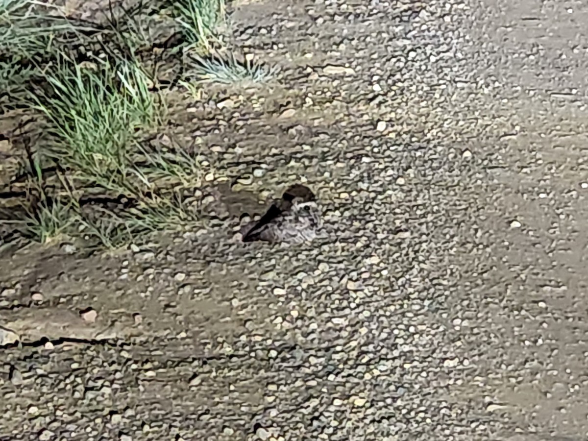 Common Poorwill - Todd Deininger