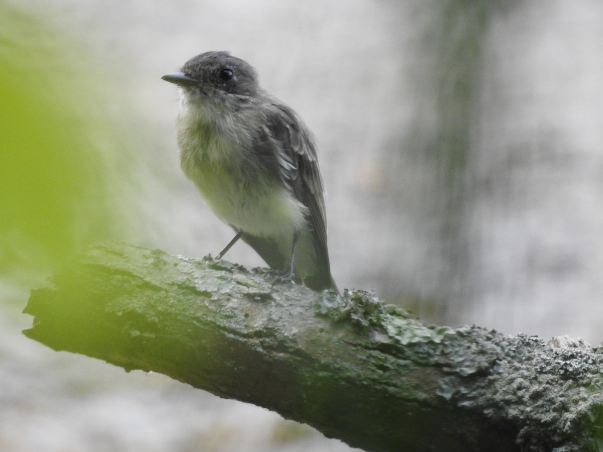 Eastern Phoebe - ML608488032