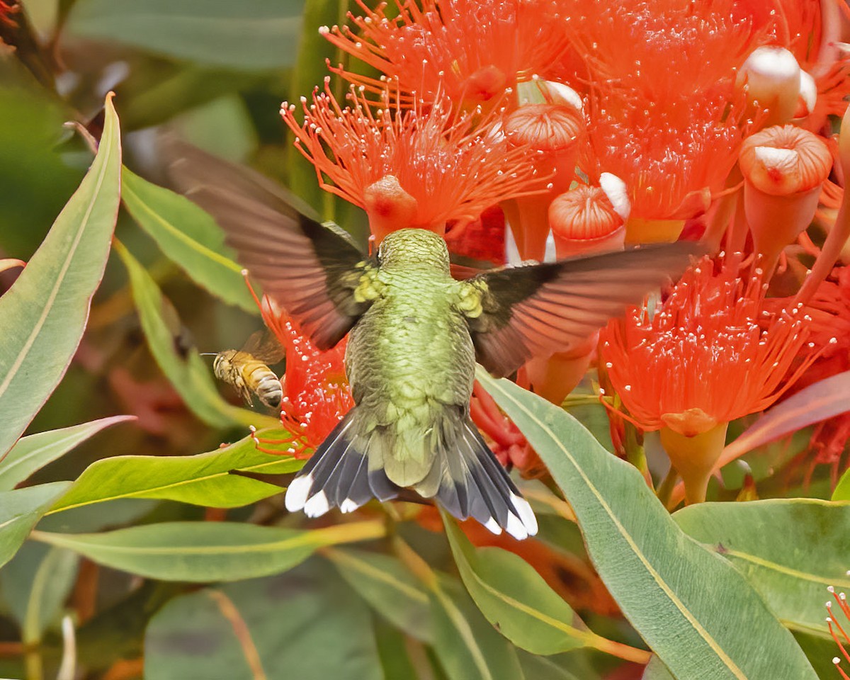 Colibri à gorge rubis - ML608488156