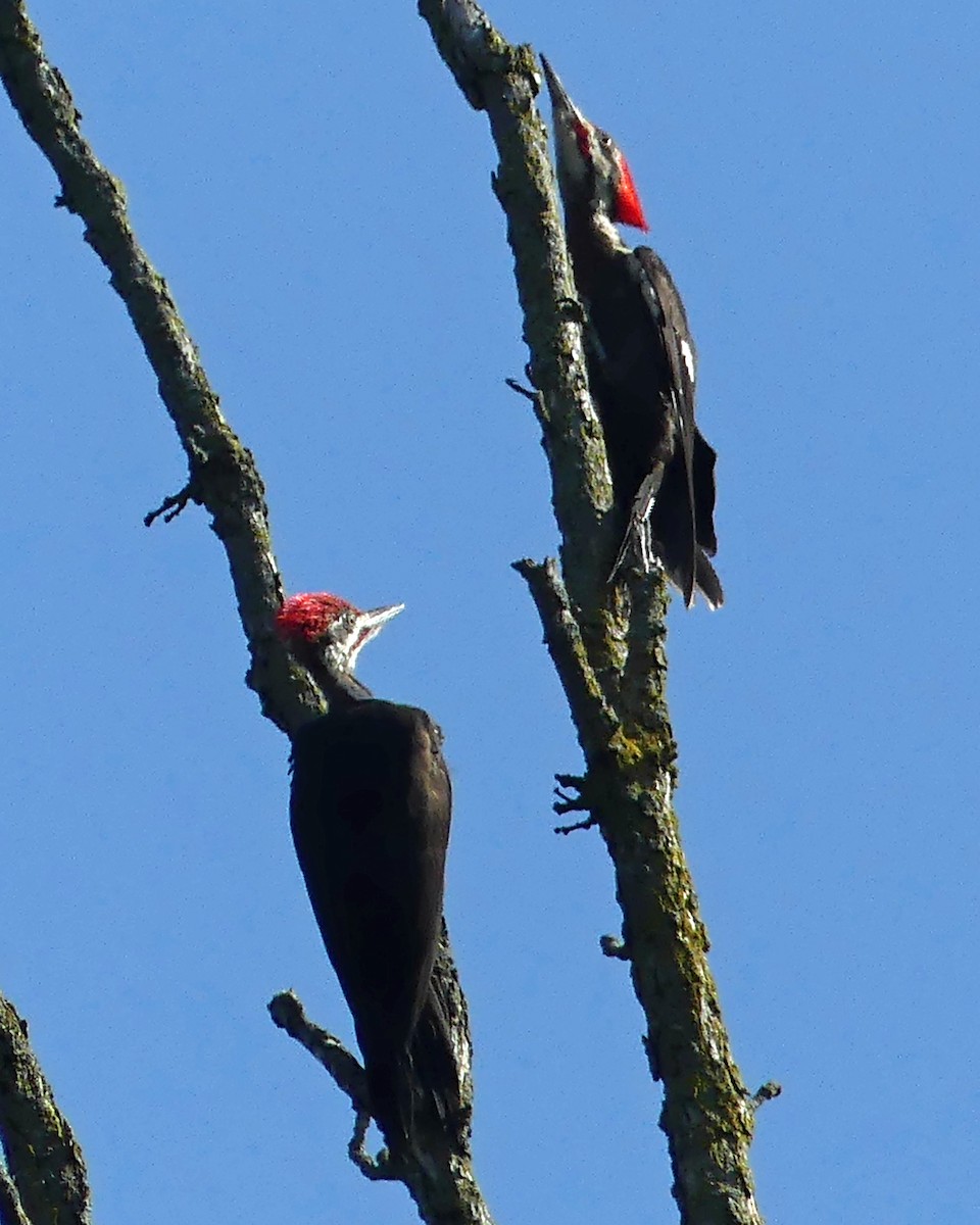 Pileated Woodpecker - ML608488160
