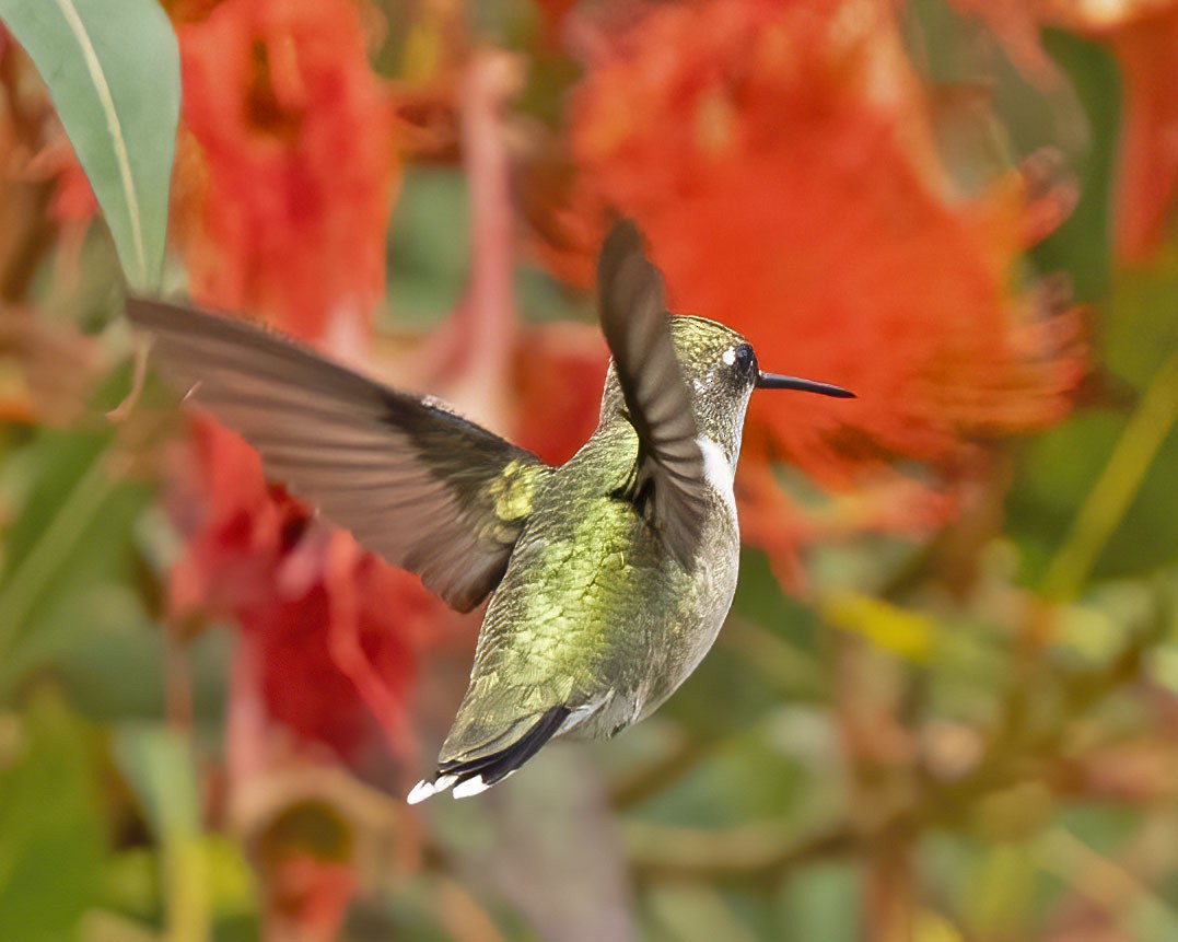 Colibri à gorge rubis - ML608488217