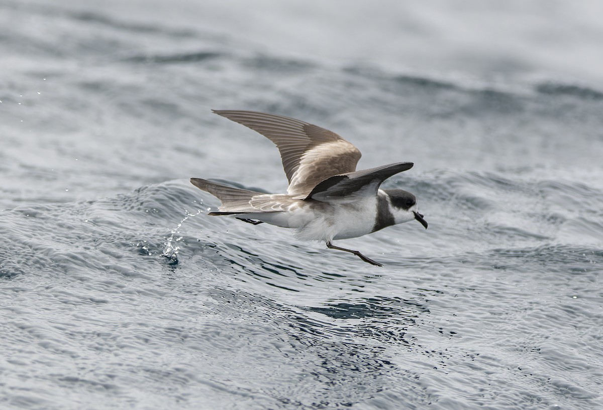 Ringed Storm-Petrel - ML608488306