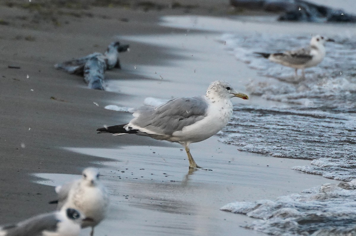 California Gull (albertaensis) - ML608488343