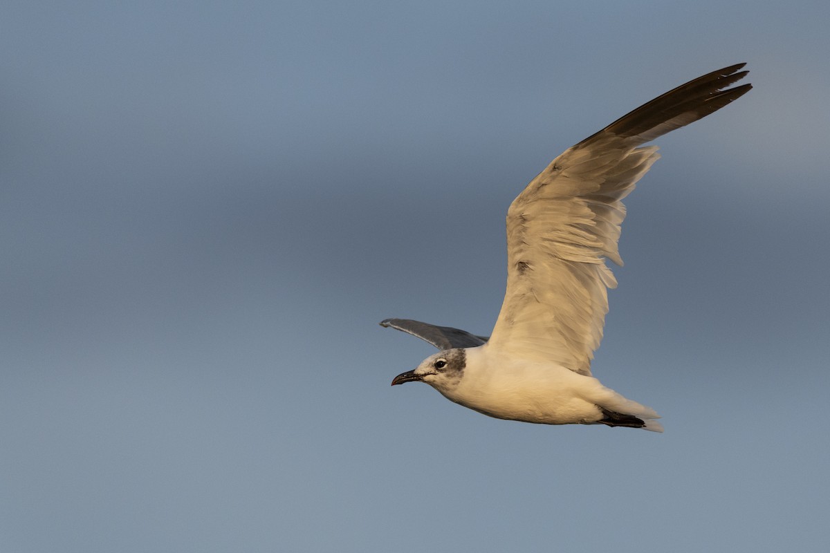 Laughing Gull - ML608488407