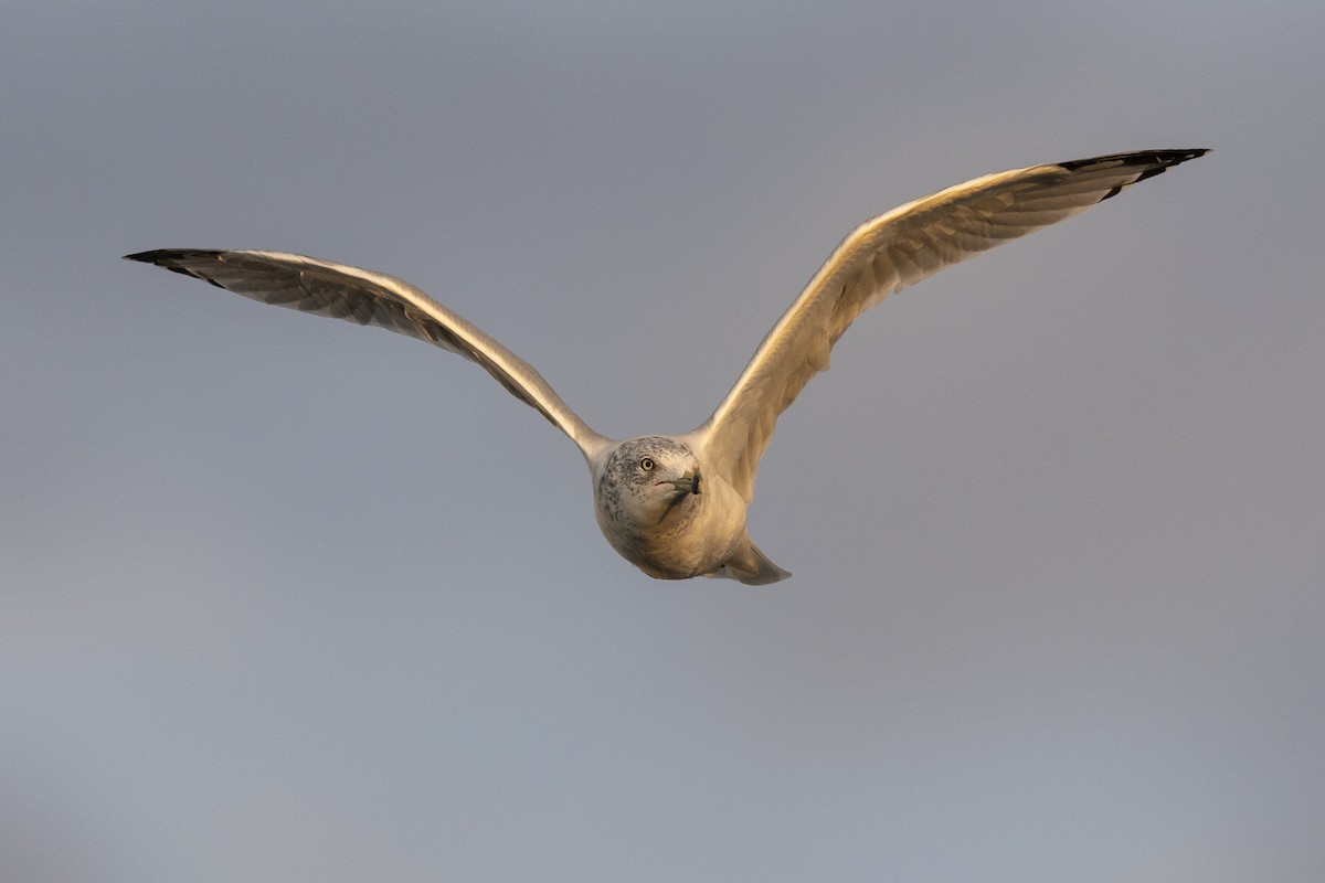 Ring-billed Gull - Michael Stubblefield