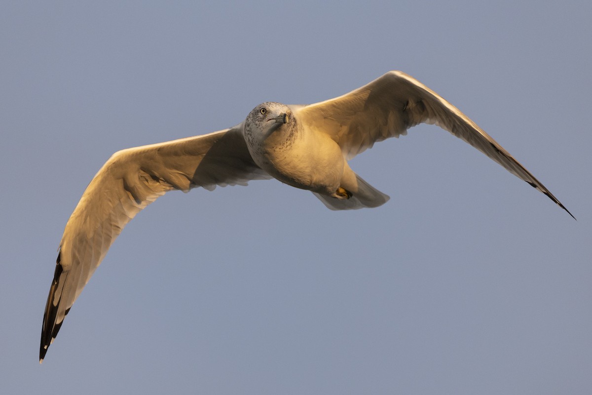 Ring-billed Gull - Michael Stubblefield