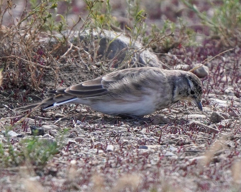 Horned Lark - ML608488436