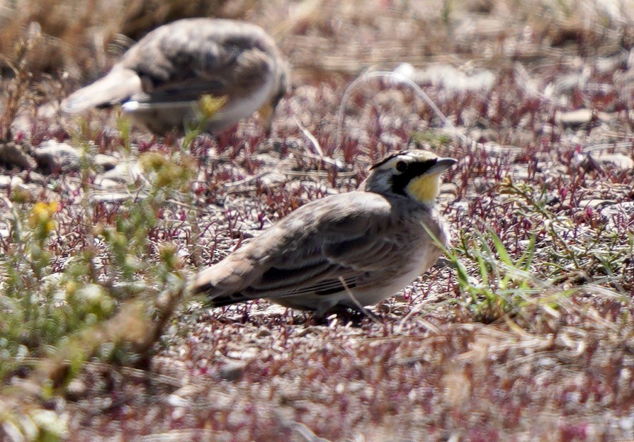 Horned Lark - Sibylle Hechtel