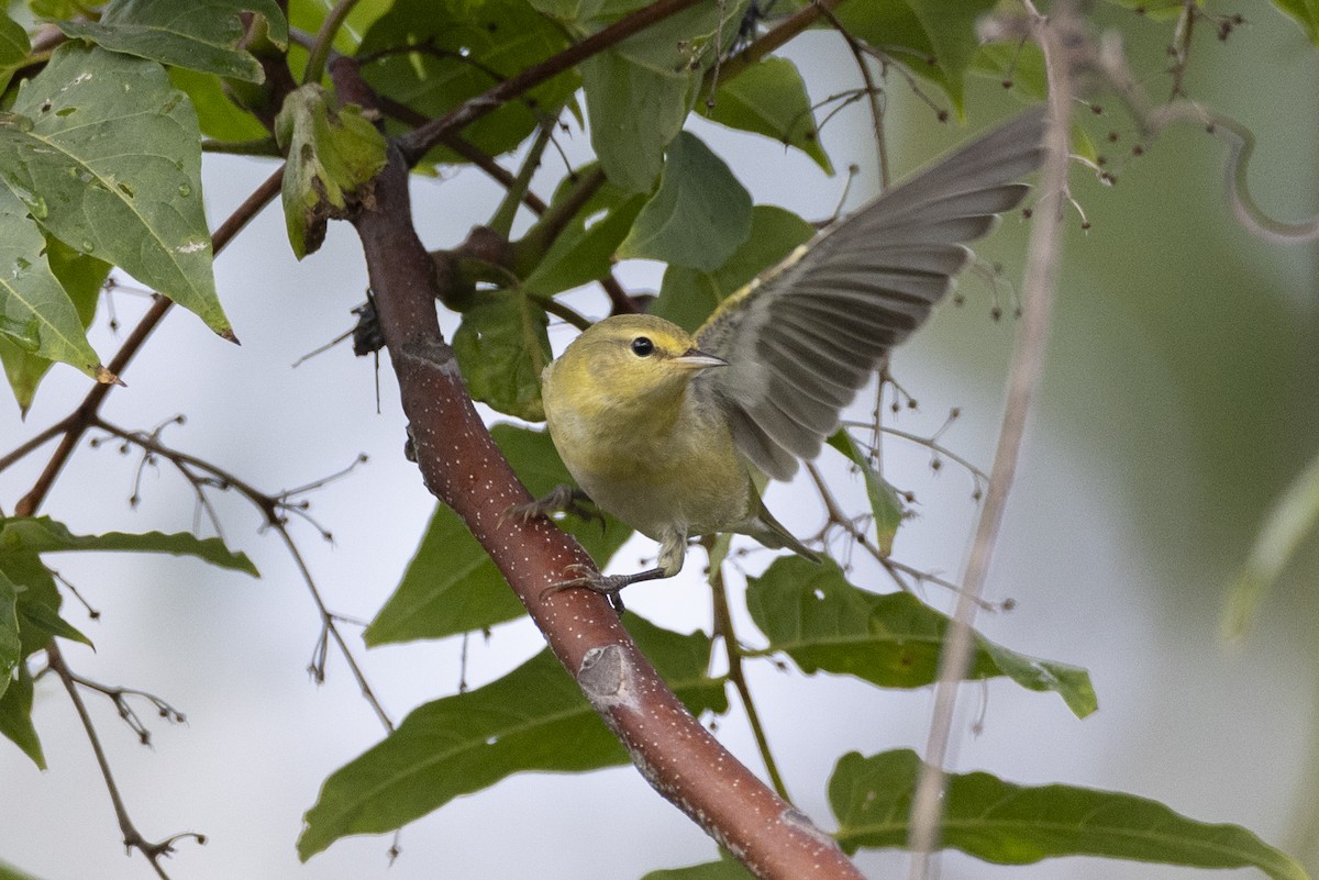 Tennessee Warbler - Michael Stubblefield