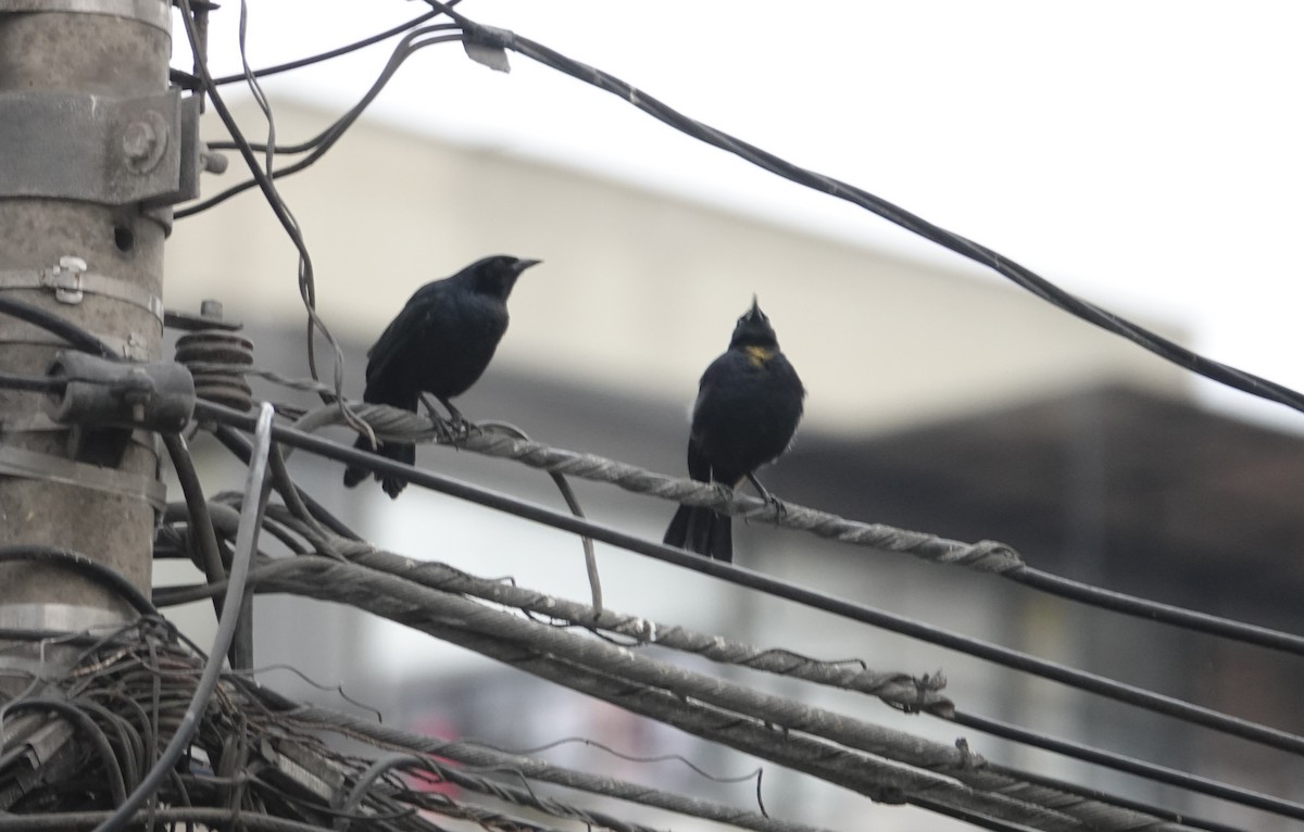 Scrub Blackbird - ML608488709