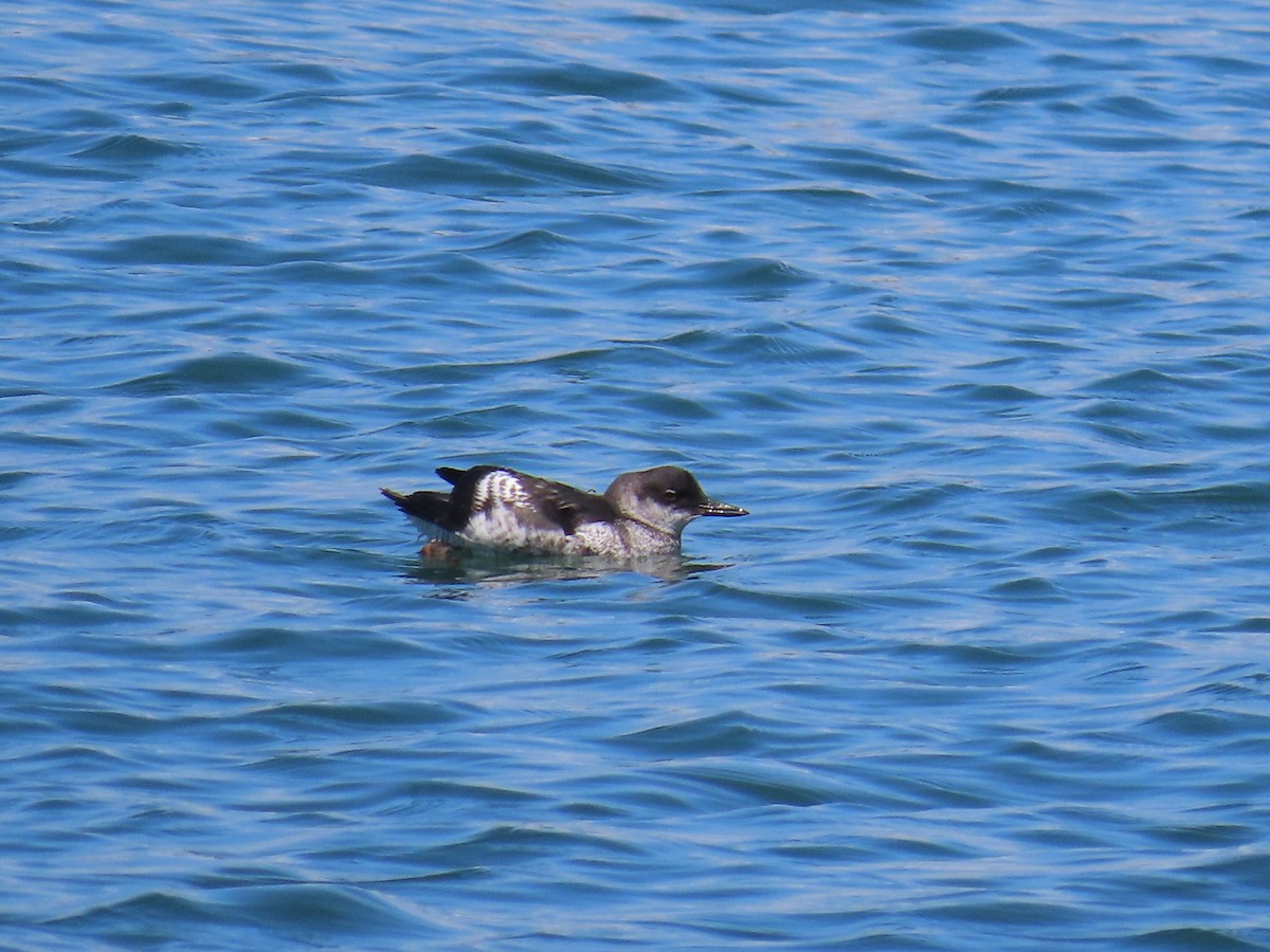 Pigeon Guillemot - ML608488761