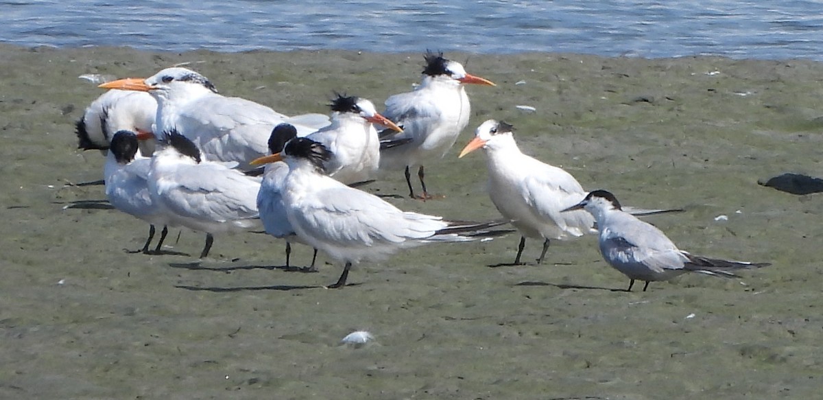 Common Tern - ML608488779