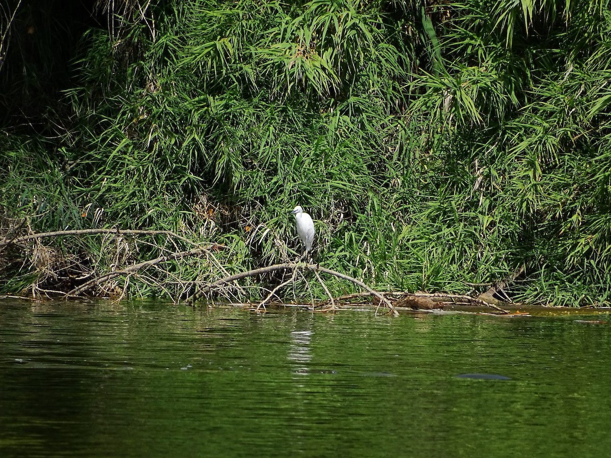 Little Egret - Jesús Ruyman Gómez Nieto