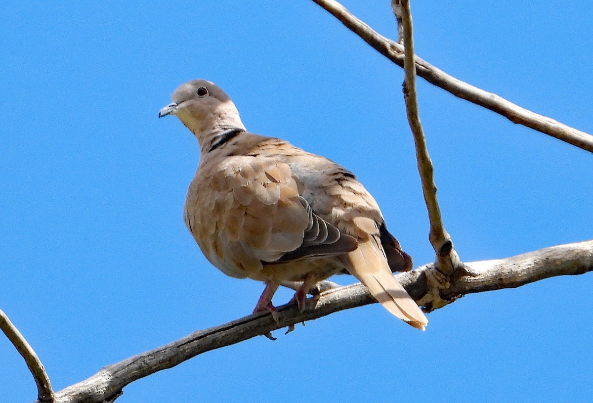 Eurasian Collared-Dove - ML608488866