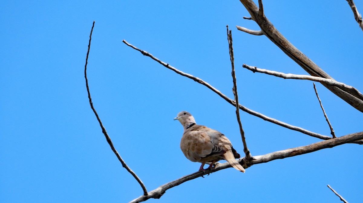 Eurasian Collared-Dove - ML608488871
