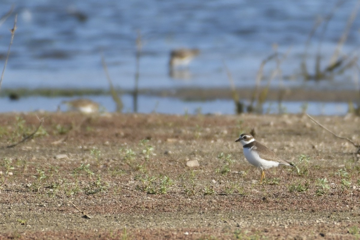 Semipalmated Plover - ML608488888