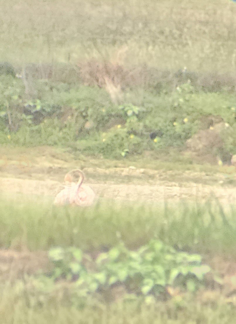 American Flamingo - ML608489058