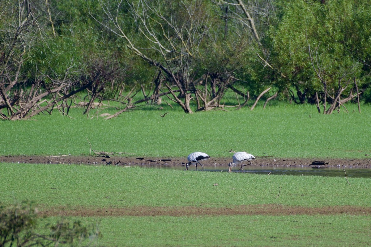 Wood Stork - ML608489167