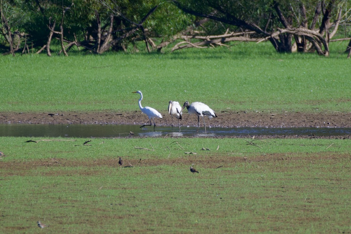 Wood Stork - ML608489270