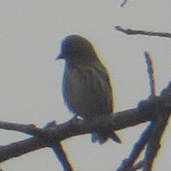 Pine Siskin - ML608489275