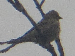 Pine Siskin - ML608489276