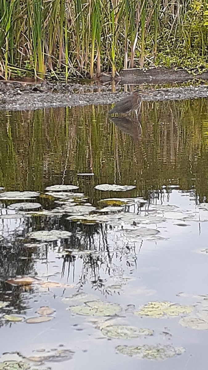 Green Heron - ML608489283