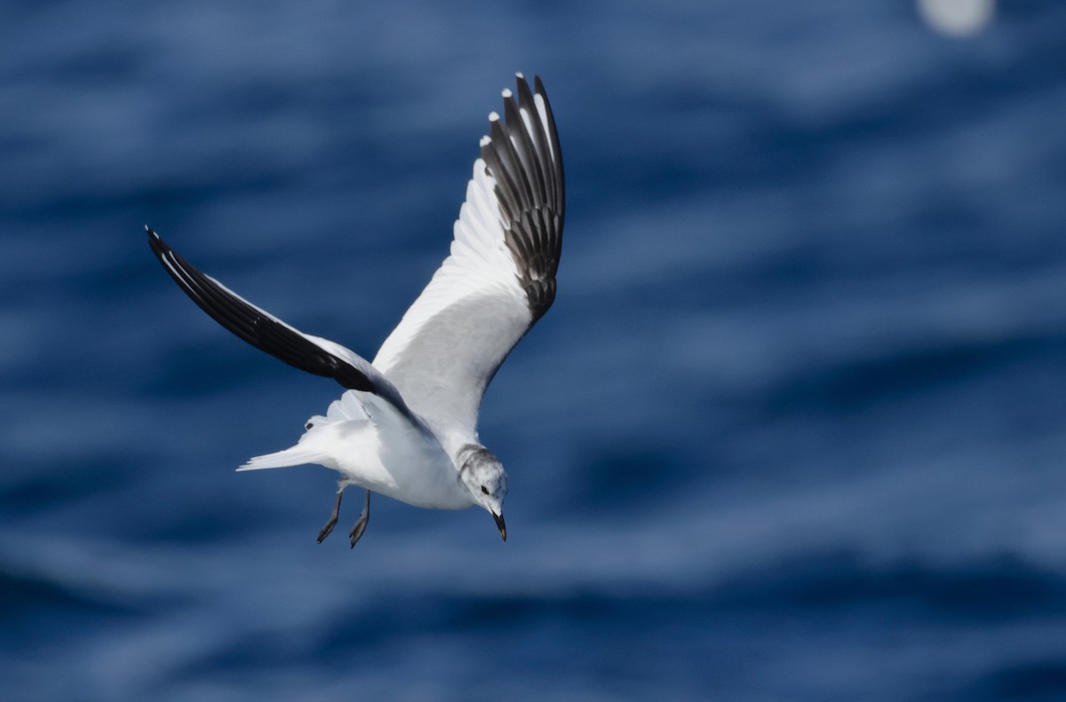 Sabine's Gull - Garret Skead