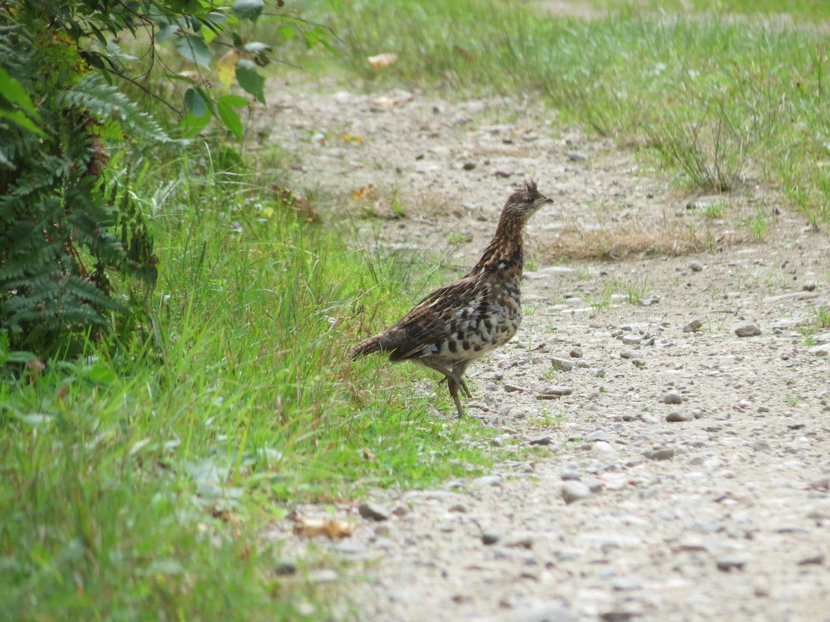 Ruffed Grouse - ML608489470