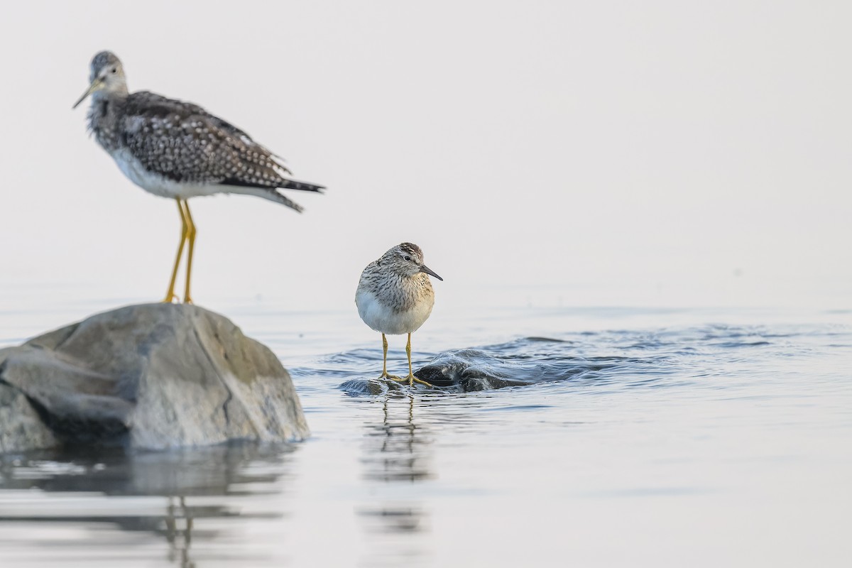 Graubrust-Strandläufer - ML608489599