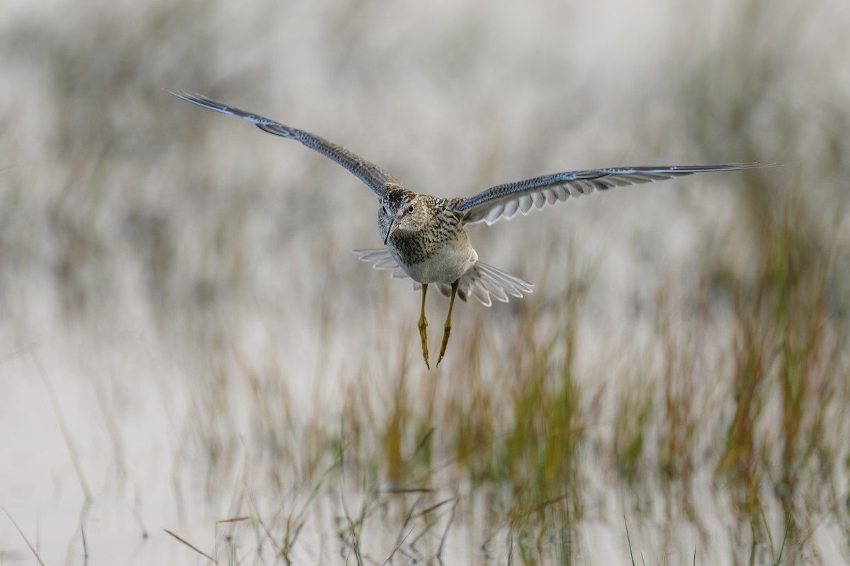 Pectoral Sandpiper - ML608489601