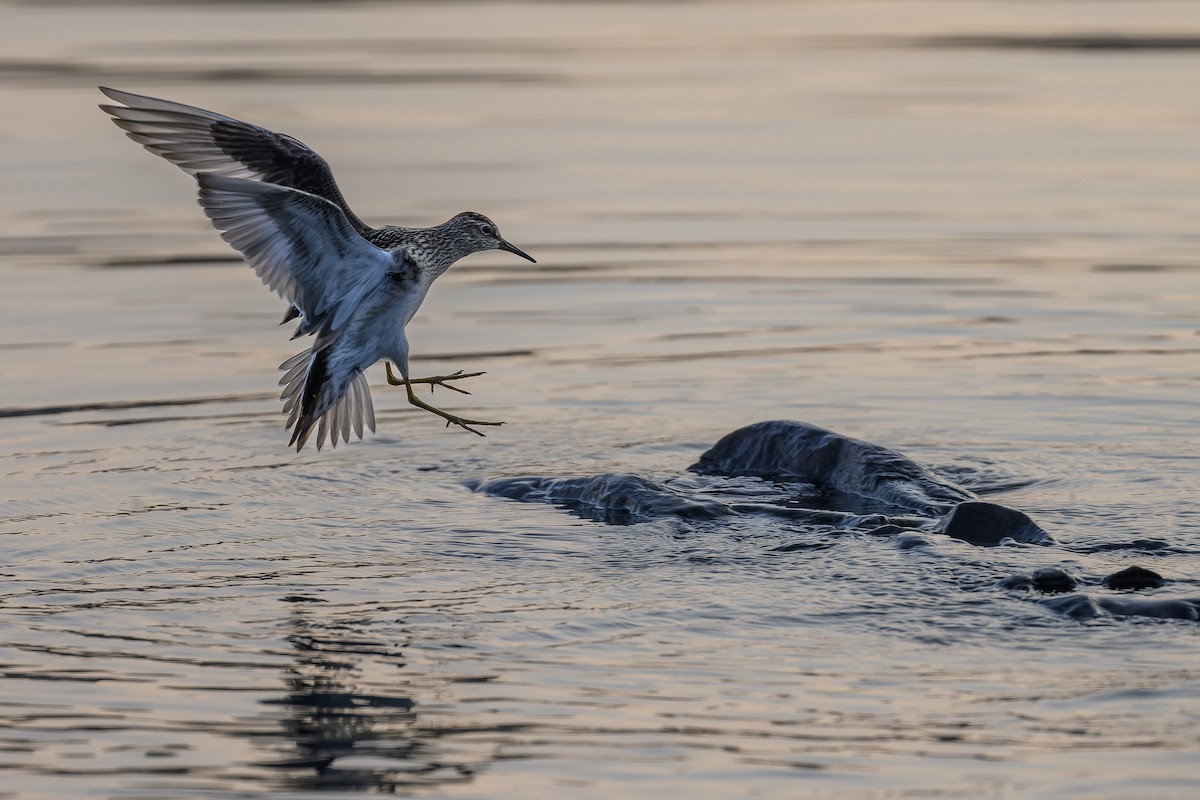 Graubrust-Strandläufer - ML608489602