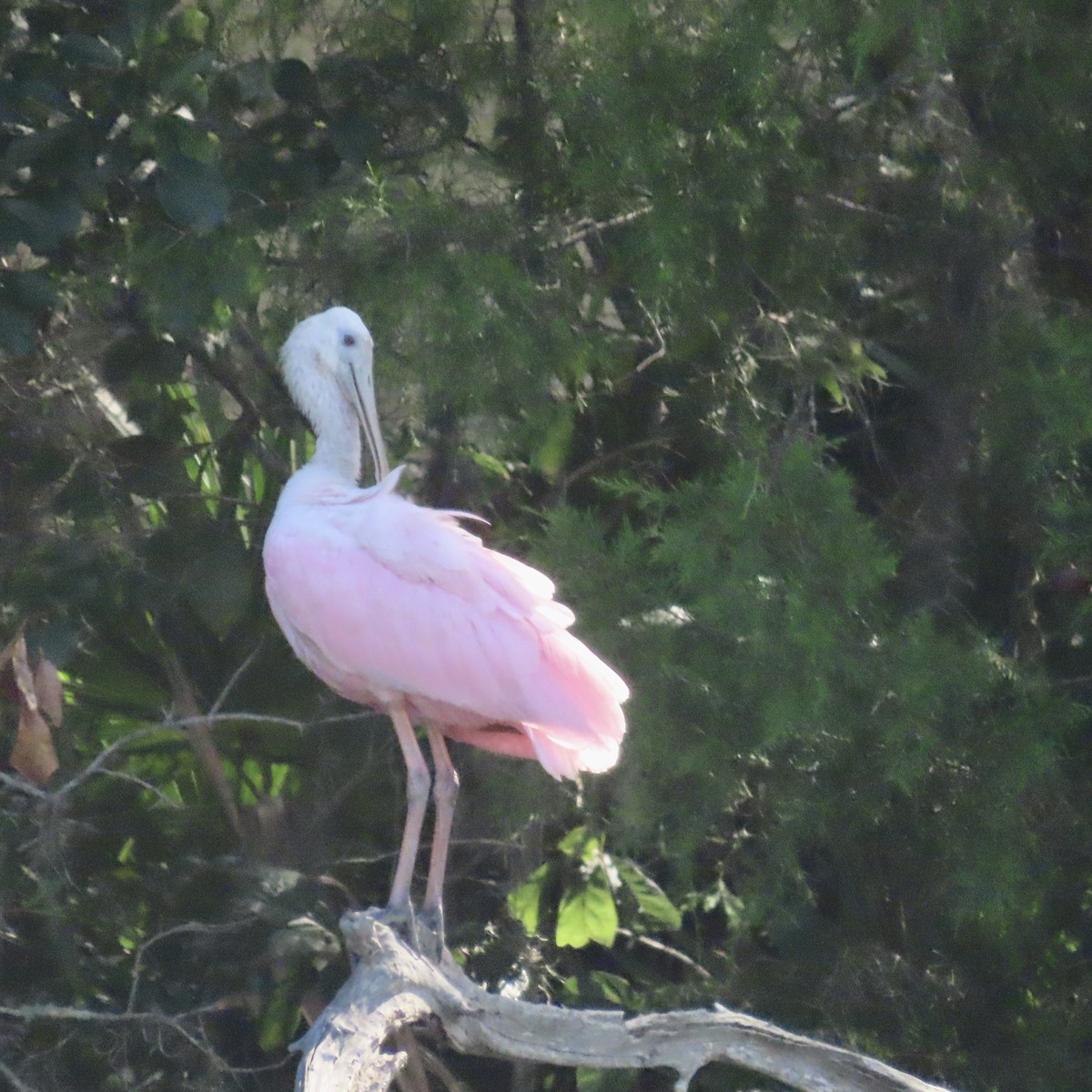 Roseate Spoonbill - ML608489768