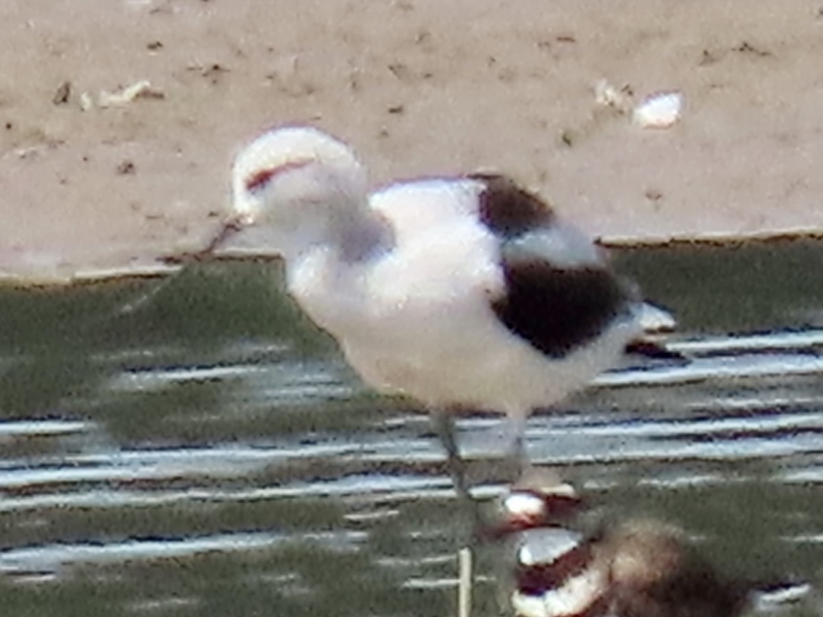 tenkozobec americký - ML608489884
