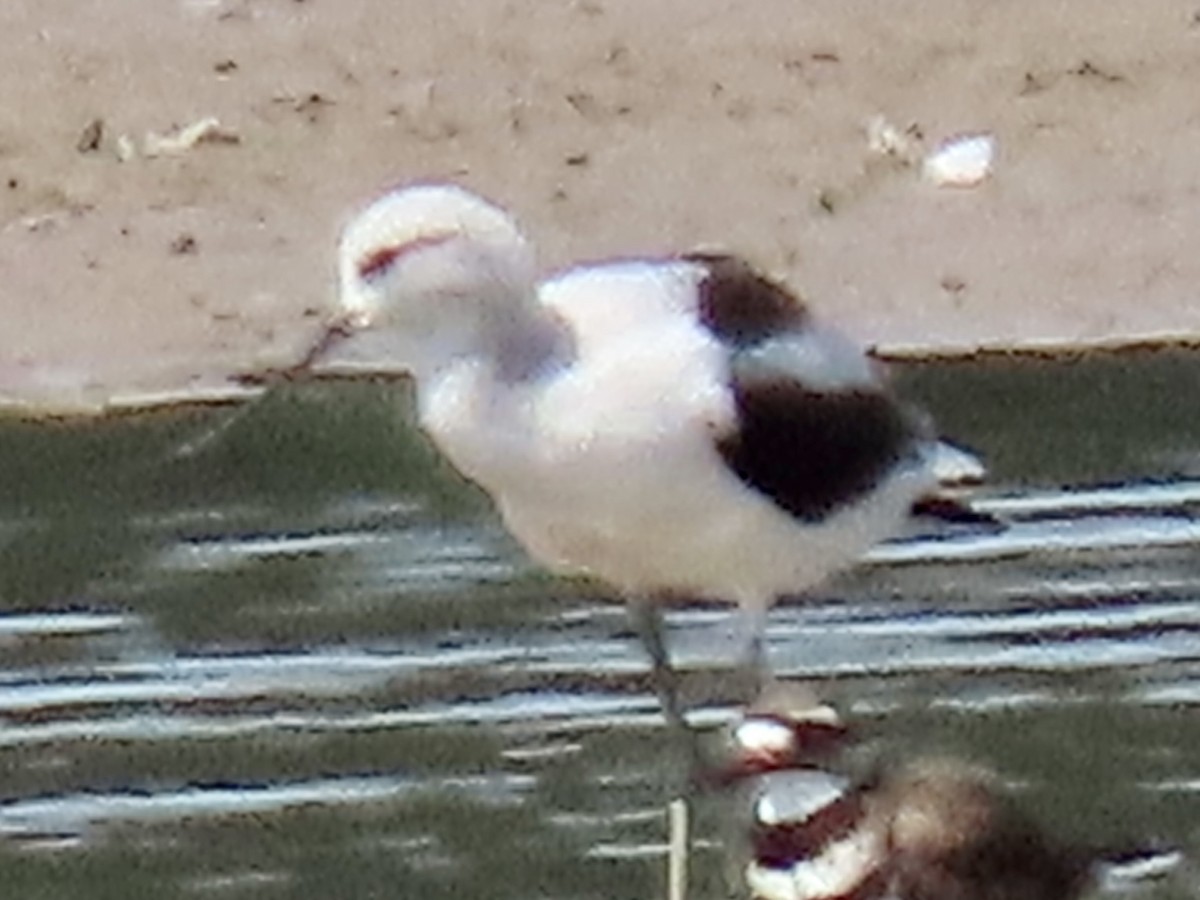 American Avocet - ML608489884