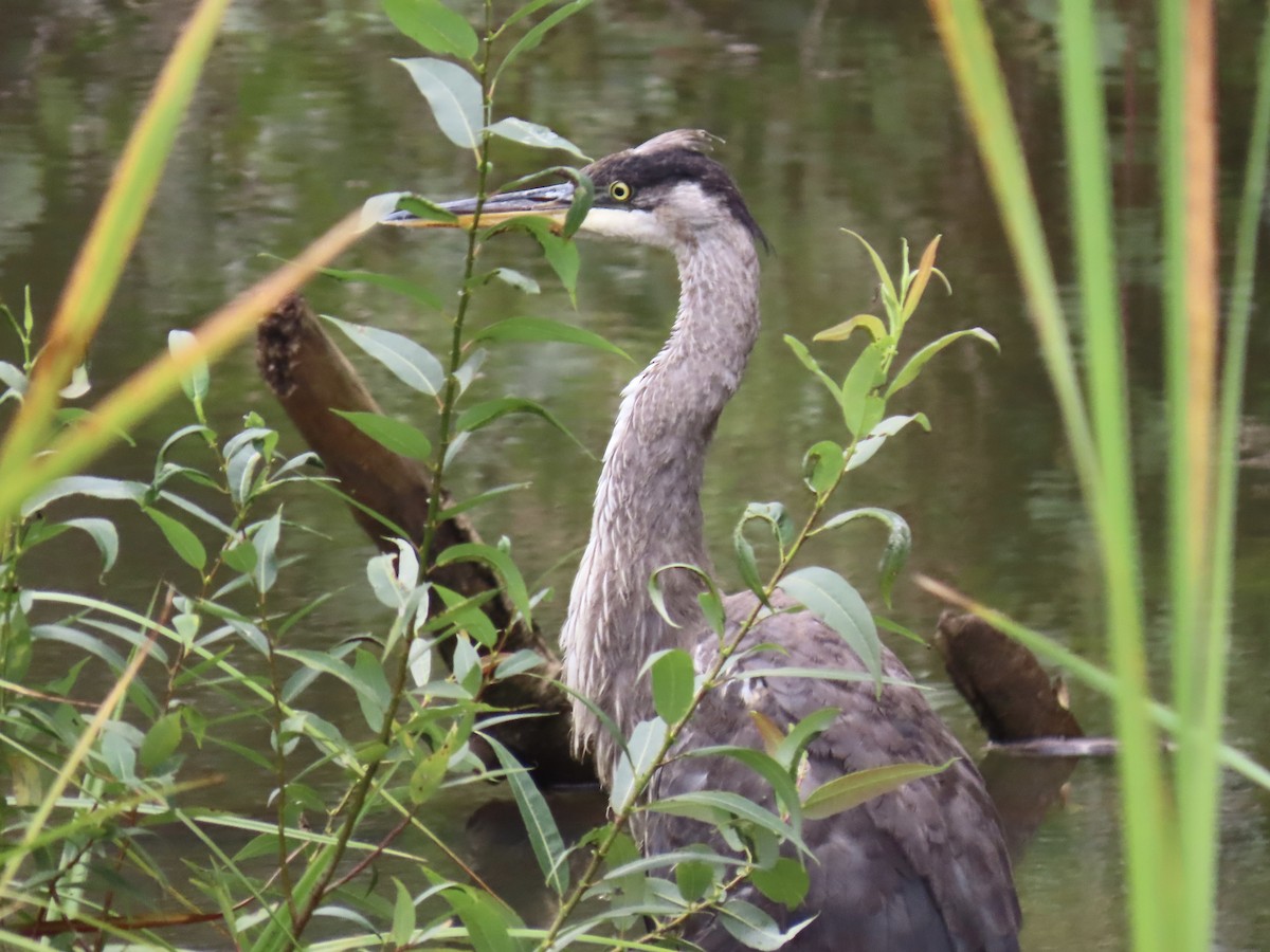 Great Blue Heron - Alane Gray