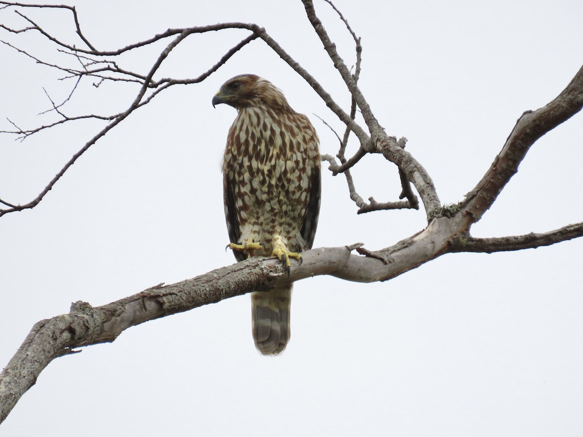 Red-shouldered Hawk - Alane Gray