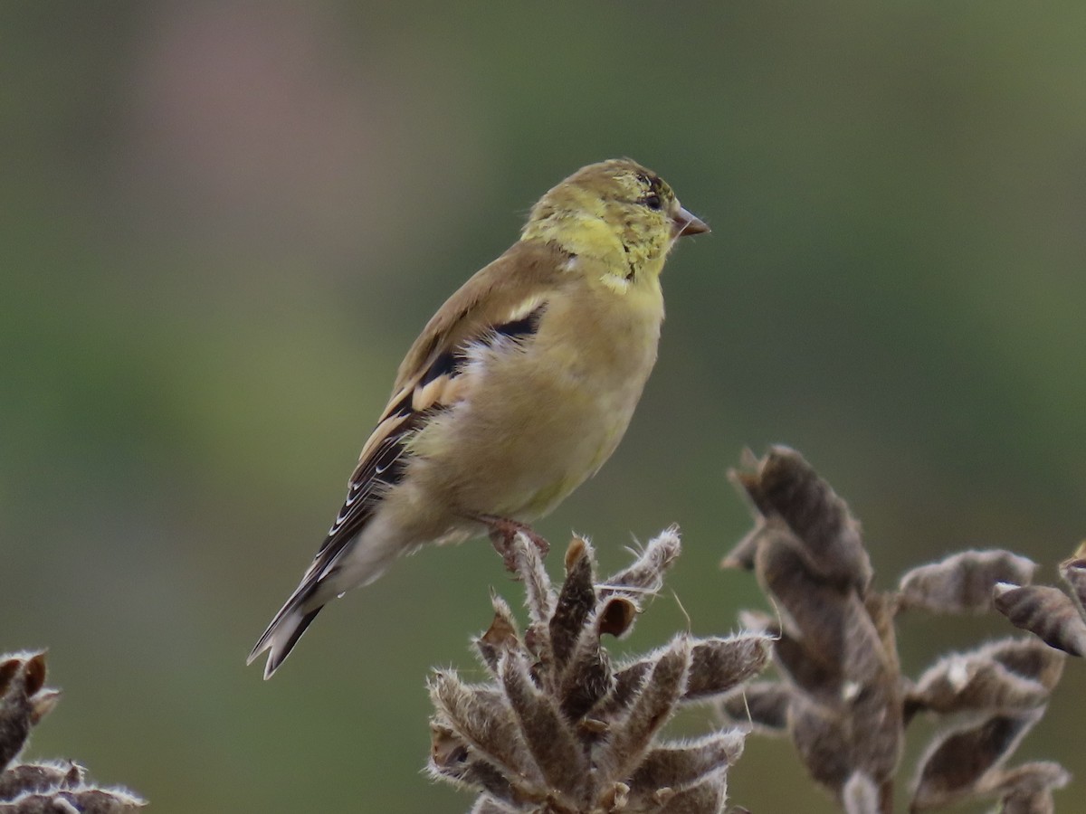 American Goldfinch - ML608489959