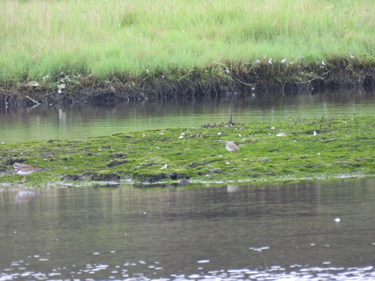 Semipalmated Plover - ML608489970