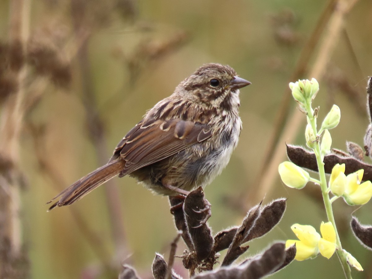 Song Sparrow - ML608489980