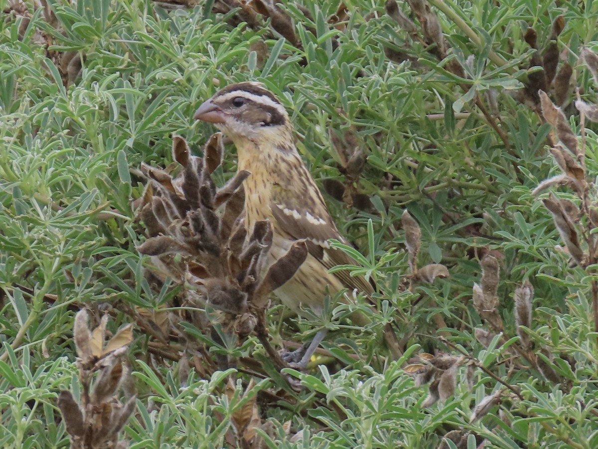 Black-headed Grosbeak - ML608490000