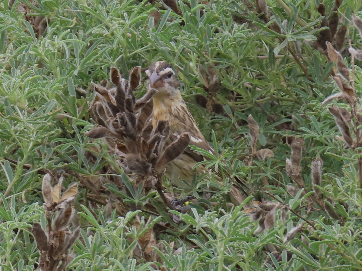 Picogrueso Cabecinegro - ML608490001