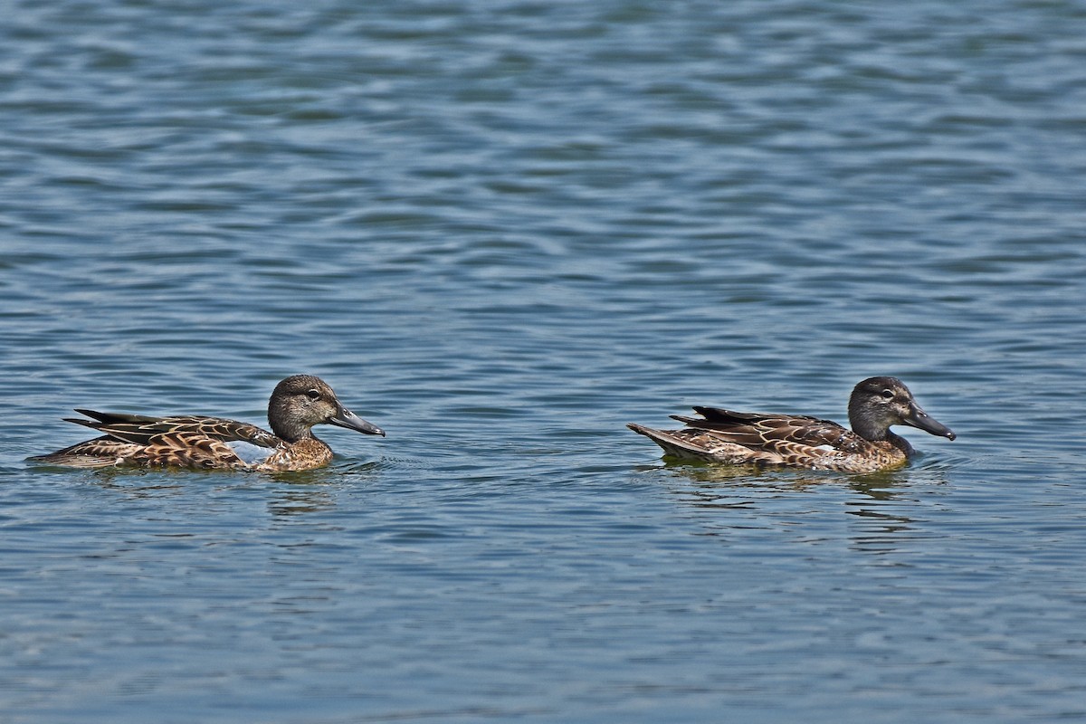 Blue-winged Teal - ML608490179