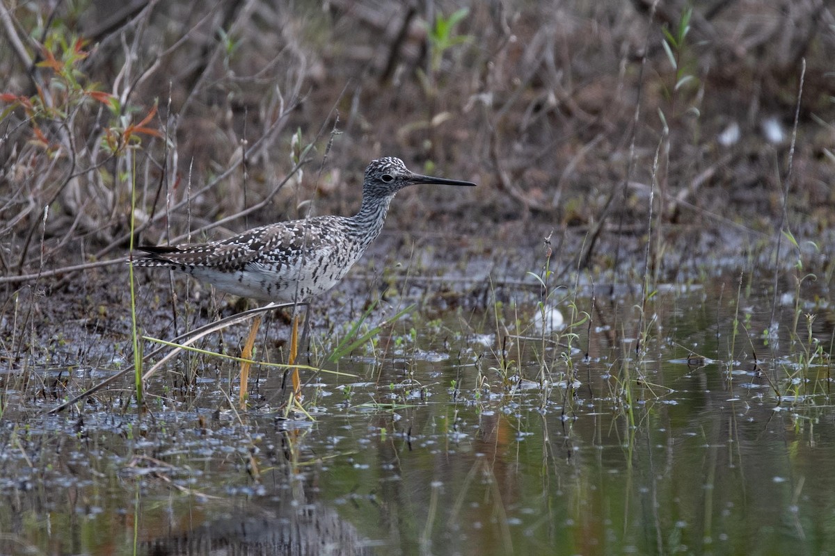 Greater Yellowlegs - ML608490332